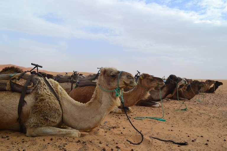 2 noches paseo en camello en Merzouga