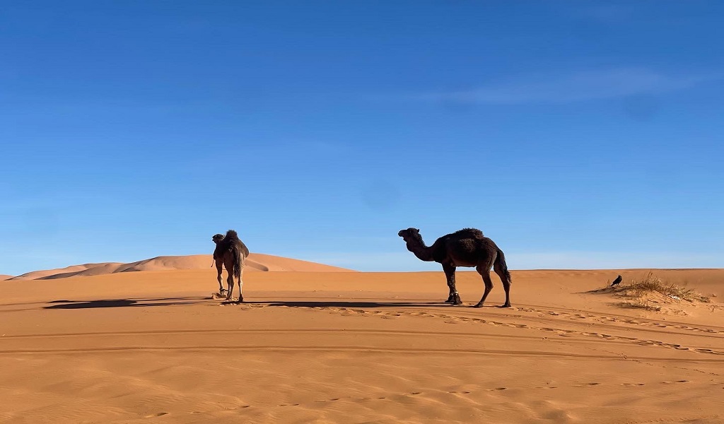 3 Días desde Marrakech al desierto de Merzouga